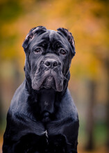 A Big Dog With Cute Eyes Sits Against The Background Of Autumn Trees. Cane Corso