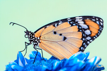 Macro shots, Beautiful nature scene. Closeup beautiful butterfly sitting on the flower in a summer garden.