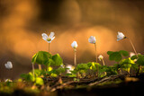 Fototapeta  - kwiaty, zawilce rosnące w lesie