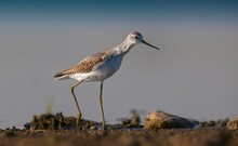 Marsh Sandpiper (Tringa Stagnatilis) Is A Common Bird In The Wetlands Of Diyarbakir Tigris Valley. It Lives In Asia, Europe And Africa.