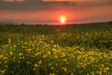 Fototapeta Krajobraz - zachód słońca nad Narwią w Polsce