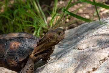 Wall Mural - Desert tortoise, Gopherus agassizii, walking through the Sonoran Desert foraging for food and perhaps a mate. A large reptile in natural habitat. Pima County, Oro Valley, Arizona, USA.