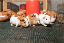 White And Brown Guinea Pigs Eating From A Dispenser In A Cage