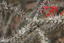 Branch Of A Thorny Bush, Known As Crown Of Christ. Focus On The Image Center.