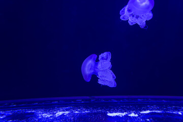 Wall Mural - The Purple-striped Jellyfish On a blue background