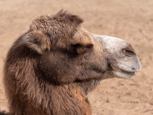 Portrait Of A Graceful Two-humped Camel Resting In The Shade