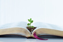 Green Plant Growing In Soil On Top Of An Open Holy Bible Book With Golden Pages On White Background. Copy Space. A Close-up. Christian Maturity, Spiritual Growth, Biblical Concept.