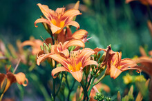 Beautiful Orange Flowers Of Hemerocallis Fulva Blooms In A Garden On A Summer Sunny Day. Close-up Of Orange Daylily In Bloom