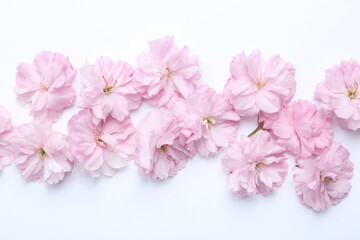 Wall Mural - Beautiful sakura blossom on white background, top view. Japanese cherry