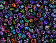 Colorful Flower Background, Abstract Pattern Virus , Color 