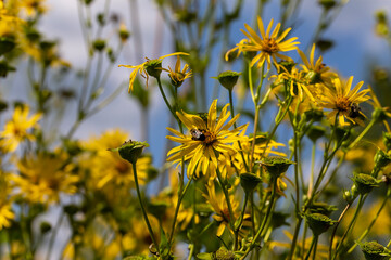 Poster - Yellow Coneflower (Echinacea paradoxa), The yellow wildflowers with their thin petals.