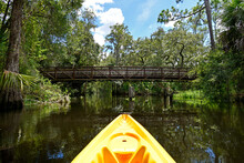 Exploring Shingle Creek On A Kayak Eco Tour Through A Beautiful Cypress Forest In Kissimmee Just South Of Orlando, Florida
