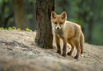 Sticker - Cute young red fox in the forest ( Vulpes vulpes )