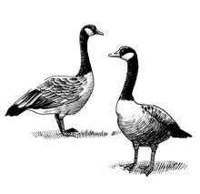Two Wild Canadian Geese Bird. Ink Black And White Drawing