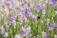 Striped Bumblebees And Bees Collect Nectar And Pollinate Purple Lavender Flowers