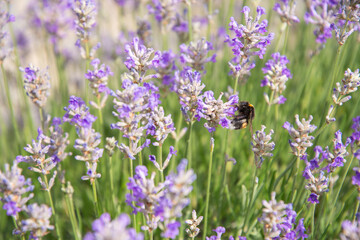 Wall Mural - striped bumblebees and bees collect nectar and pollinate purple lavender flowers