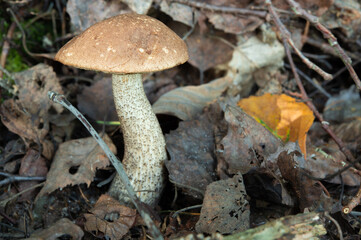 Young strong bolete growing among fallen, dry foliage