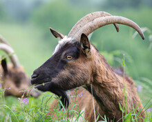 Snout Of The Goat With Long Horns While Grazing The Grass