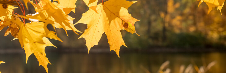 Wall Mural - golden autumn in the park, maple tree branches in backlight on a sunny day with yellowed leaves, bra