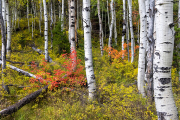 Wall Mural - Silver birch trees in the forest with fall foliage