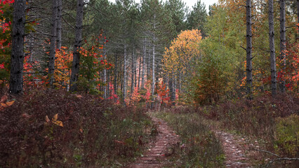 Sticker - Pine forest trail in Michigan upper peninsula.