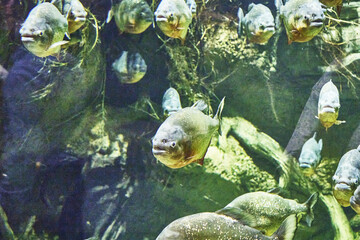 Wall Mural - Piranhas Serrasalmus tropical freshwater ray-finned fish swim in the water