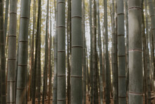 Close Up Bamboo Trees Growing In Forest, Kyoto, Japan

