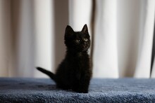 Cute Rescued Kitten On A Blue Fabric Surface