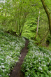 Path through wild garlic in Yorkshire Dales