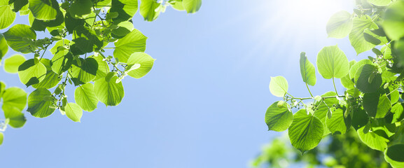 Poster - Tree branch with leaves in front of blue sunny sky