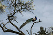 © fStop - Low angle view peacock perched on tree branch below sunny sky