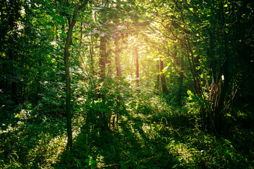 Poster - forest with path and bright sun shining through the trees