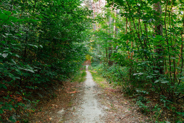 Poster - summer forest trees. nature green wood sunlight backgrounds