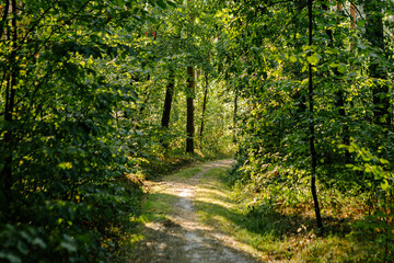 Poster - summer forest trees. nature green wood sunlight backgrounds