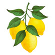 Lemon branch watercolor digital illustration. Lemons PNG. Transparent background.
