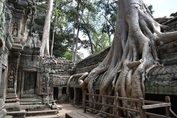 Wall Mural - Large Tree Overgrowth in a Corner of Ta Prohm Temple, Siem Reap, Cambodia