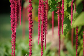 Amaranthus caudatus flower. Long tassels of crimson PonyTails flowers hang down. Red long flowers. Decorative unusual red purple plants in garden