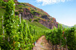 View of picturesque vineyards in the Moselle valley, Rhineland-Palatinate, Germany