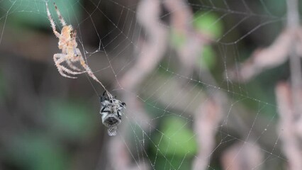 Spotted Orbweaver spider tending to a bee caught in his web.
