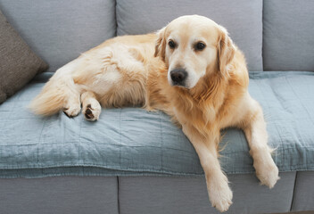 Wall Mural - Cute dog resting on the couch at home