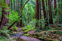 A Clearing In The Middle Of A Forest Of Redwood Sequoia Trees At Muir Woods In Marin County, California, USA