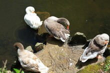 Top View Of A Gaggle Of Geese Resting On A Rock In A Pond
