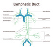 Lymphatic system. Structure of a human lymph node. Fluid exchange,