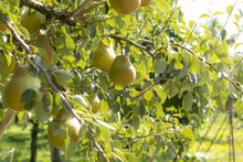 収穫期の洋梨（品種：オーロラ）