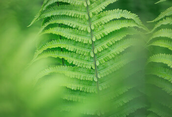 Poster - Green ferns in the garden, close up