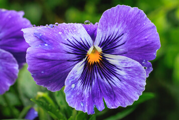 Poster - Details of Pansy flower in the garden