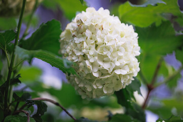 Poster - Flower ball of Viburnum plant in the garden