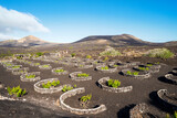 Fototapeta Natura - Landscape of volcanic vineyards of La Geria, Lanzarote, Canary Islands, Spain