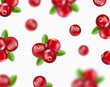 Falling cranberry isolated on transparent background, Blurred cranberries and leaves 3d illustration