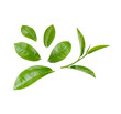Leinwandbild Motiv Green tea leaves isolated on transparent background. (.PNG)
